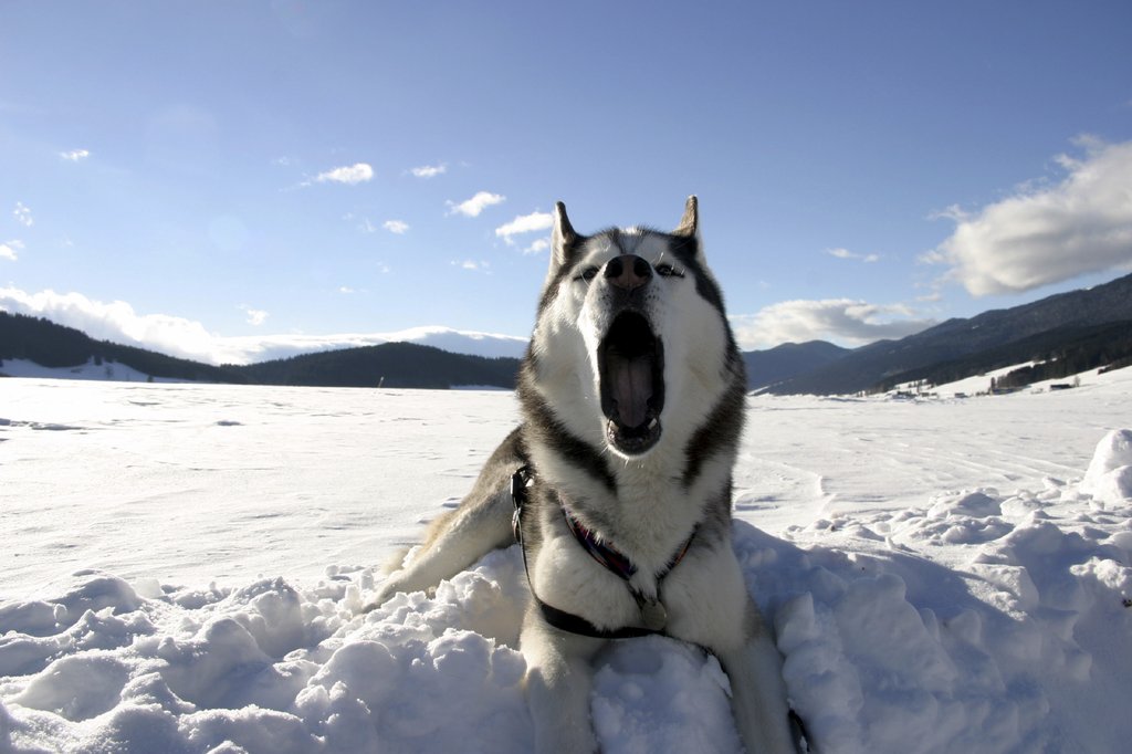 Husky dog barking whilst laying in the snow