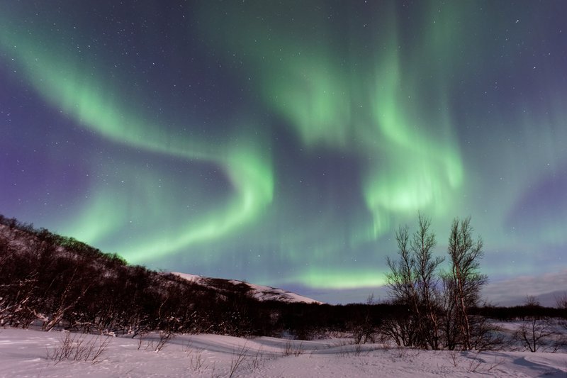 Northern Lights above a snowy landscape with trees in the foreground