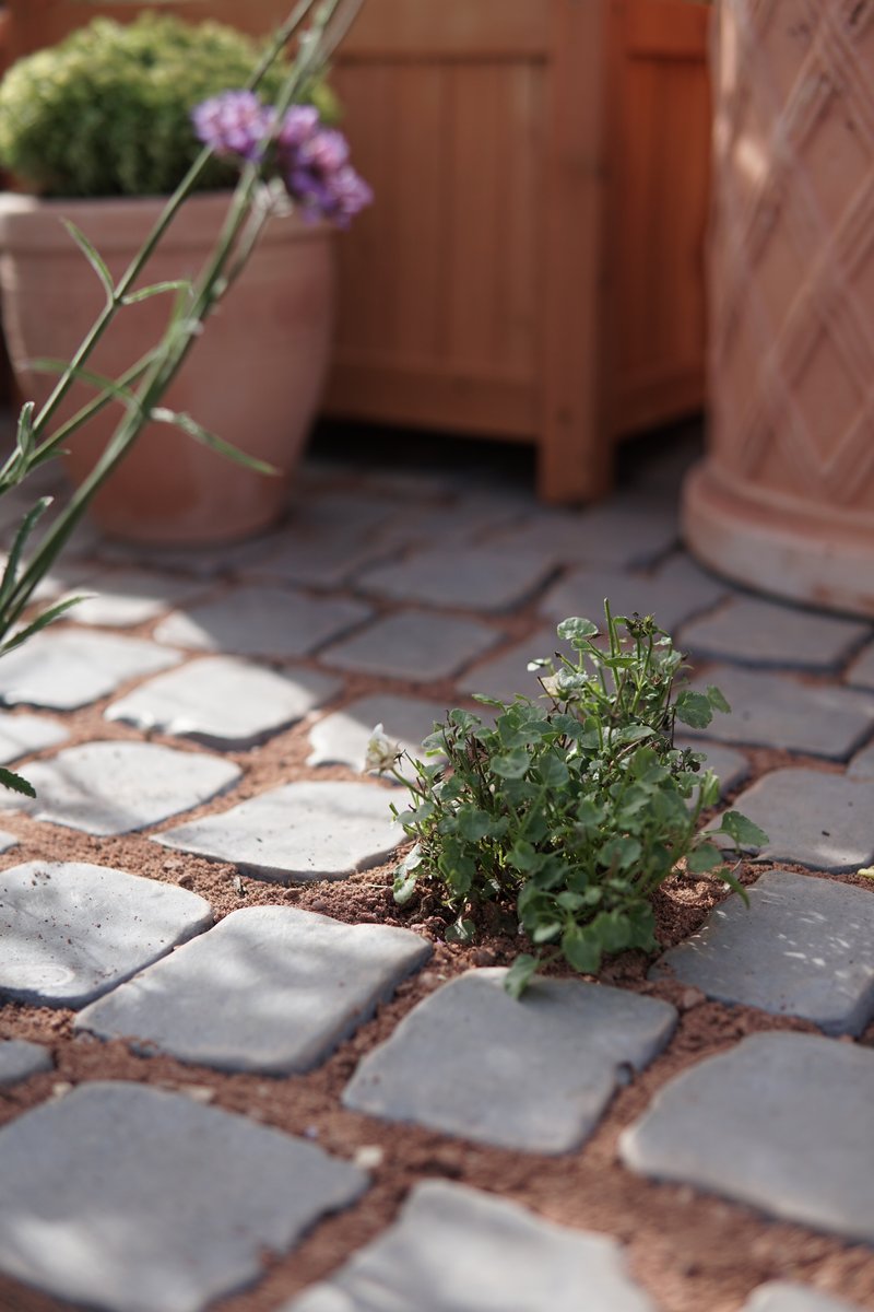 Small shrub grows between newly-laid cobbles. In the background are flowerpots and wooden flower boxes.